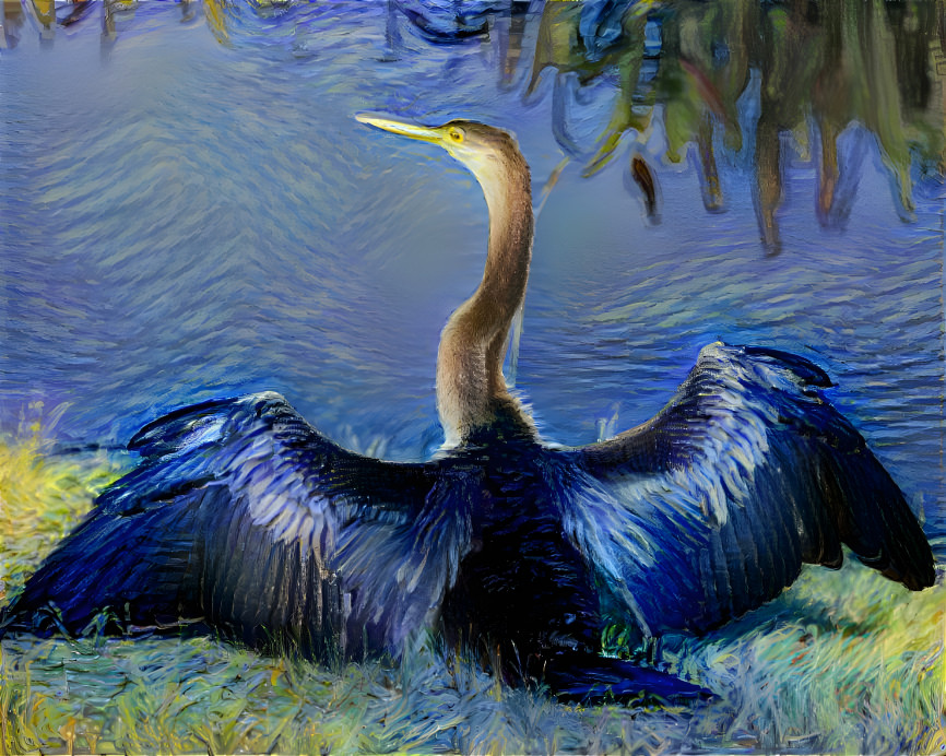 Anhinga Sunning