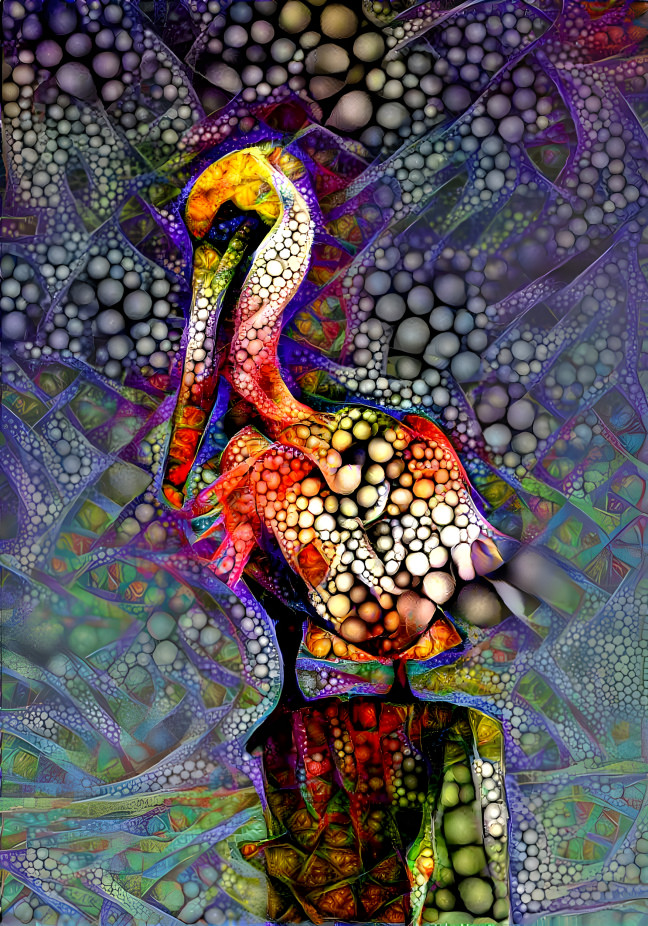 Colorful Pelican