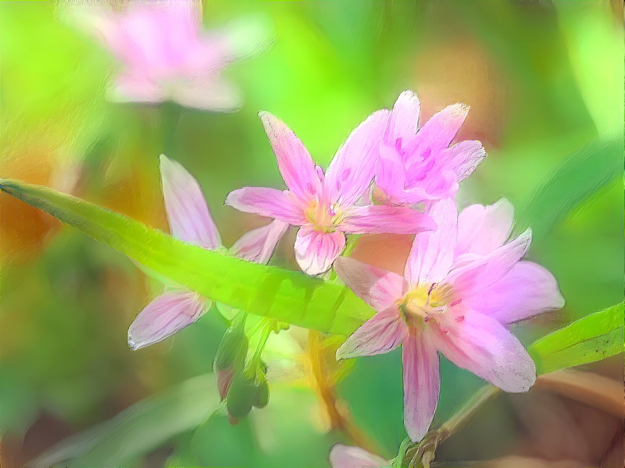 Spring Beauties