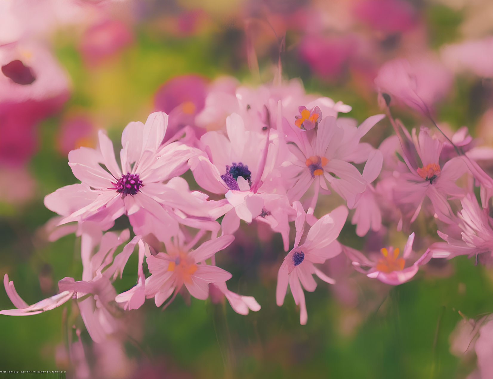 Soft focus pink and purple flower field in dreamy atmosphere