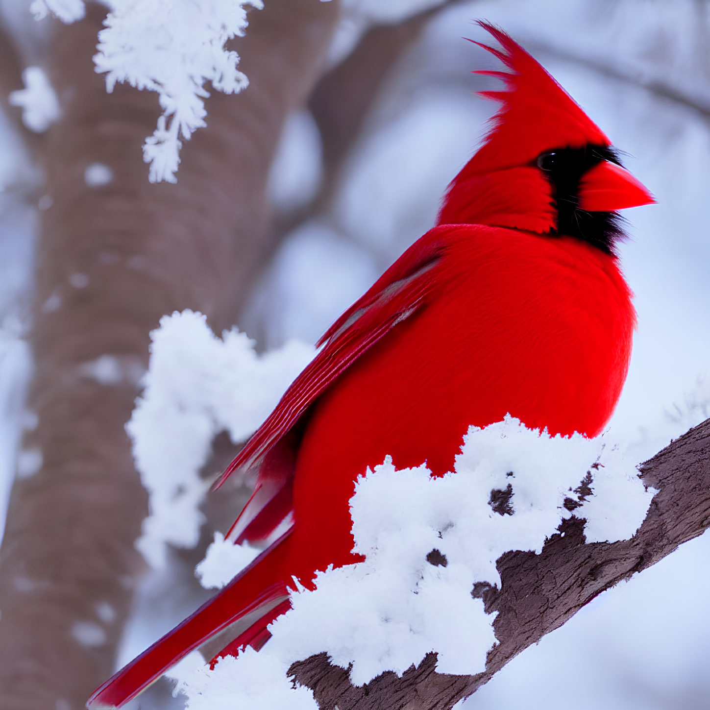 Red cardinal on snowy branch with frost-covered twigs against soft-focus background