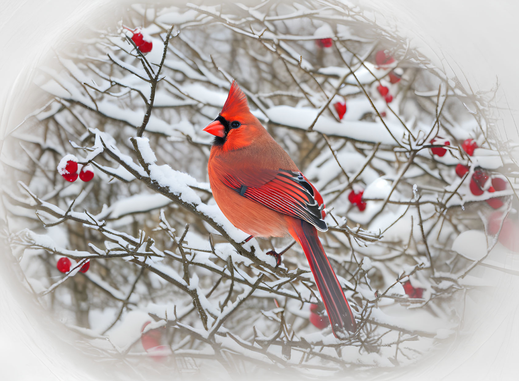 Red cardinal on snowy branch with red berries in wintry backdrop