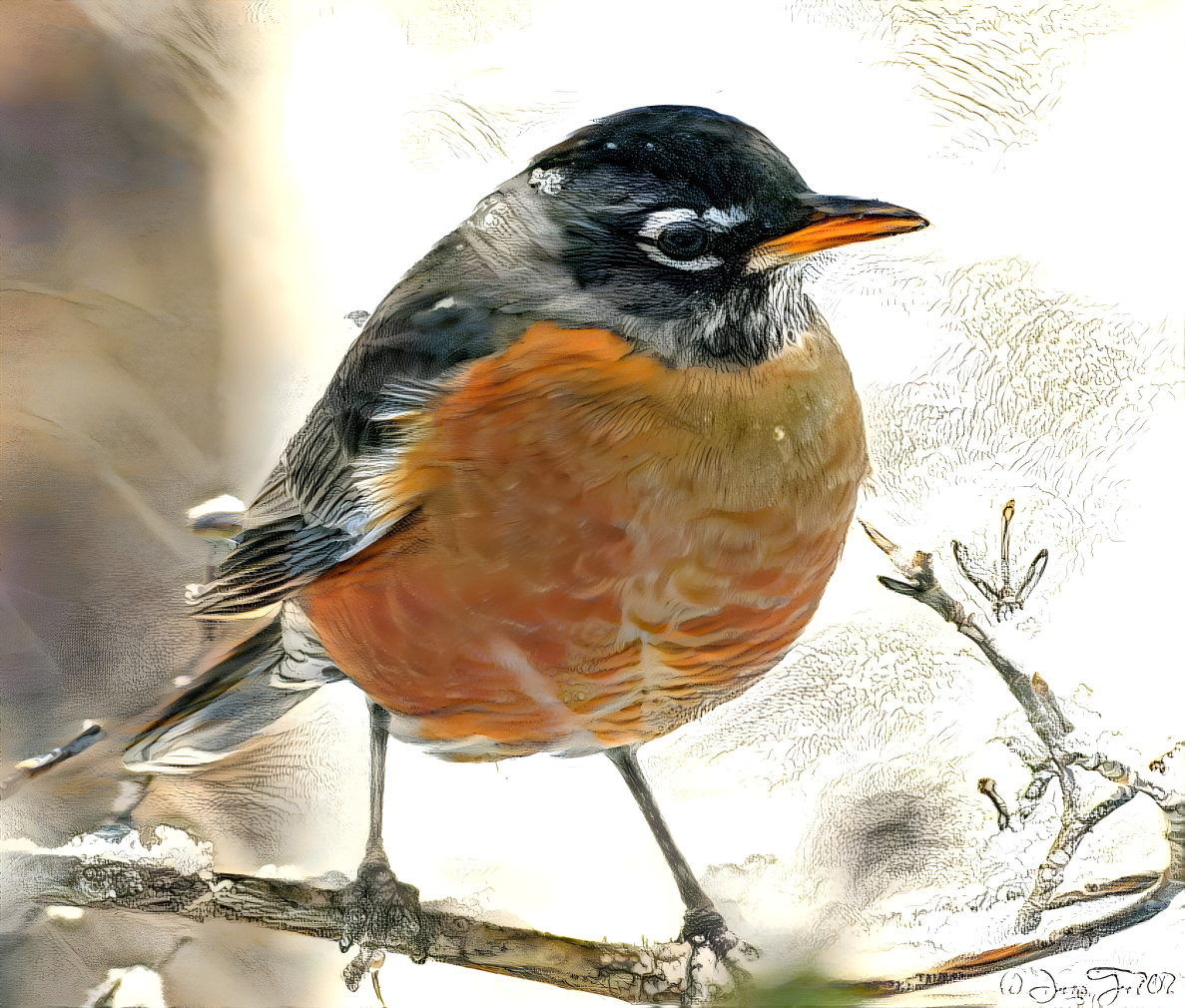 American Robin