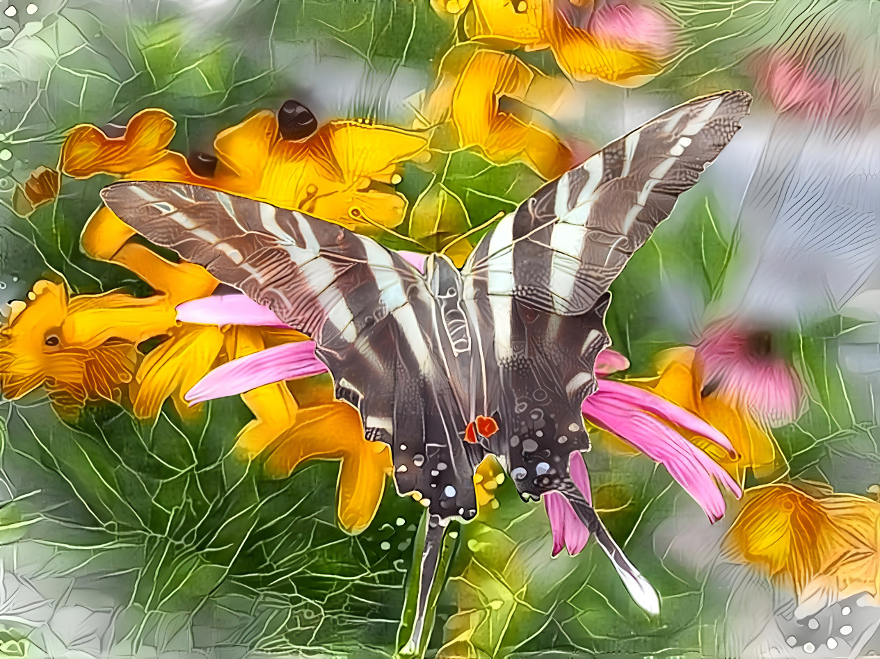 Zebra Swallowtail 