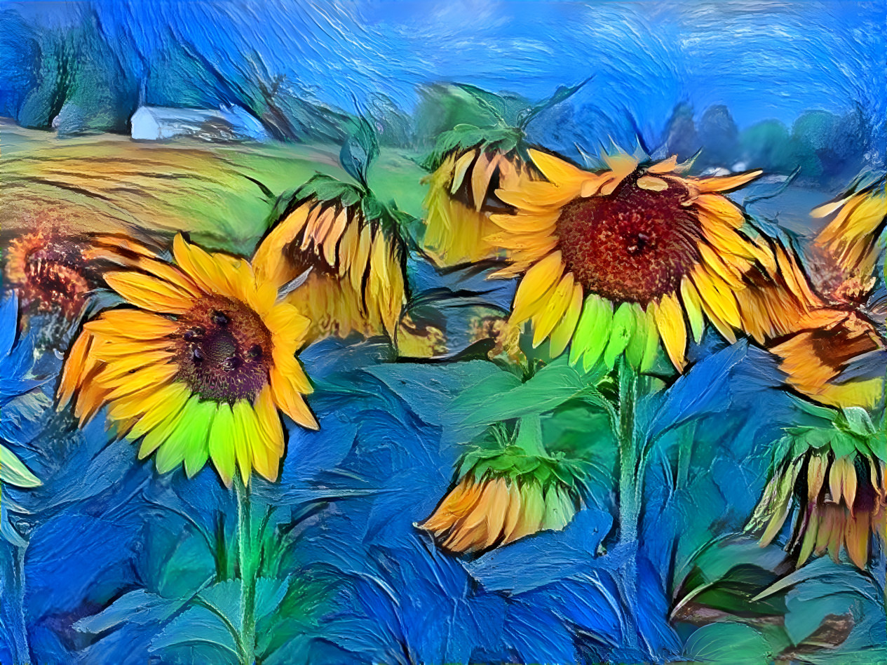 Sunflowers