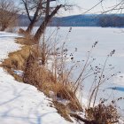 Snow-covered Riverbank with Bare Trees and Golden Shrubs in Winter Sunset