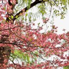 Colorful Tree Branches with Pink and Green Foliage on White Background