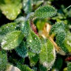 Fresh Green Leaves Sparkling with Water Droplets