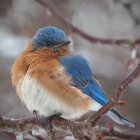 Colorful Bird on Twig with Snowflakes and Bokeh Background