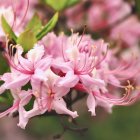 Delicate pink cherry blossoms with stamens and green leaves in sunlight