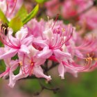 Soft focus pink and purple flower field in dreamy atmosphere