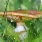 Animated character with glowing egg under mushroom in sunlit forest