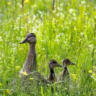 Colorful Meadow Scene with Duck and Ducklings in Digital Illustration