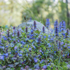 Tranquil forest landscape with blue and lilac flowers in soft-focus trees