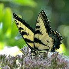 Tiger Swallowtail Butterfly on Pink Flowers with Green Background