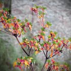 Digital Art: Branch with Pink Flowers Frozen in Ice on Bokeh Background