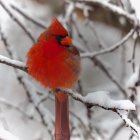 Red cardinal on snowy branch with falling snowflakes