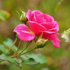 Colorful painting of blooming pink roses with green leaves on blurred background