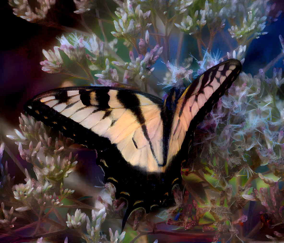 Tiger Swallowtail