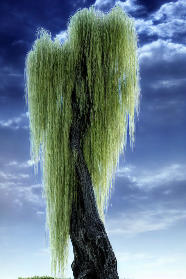 Solitary weeping willow tree against dramatic blue sky