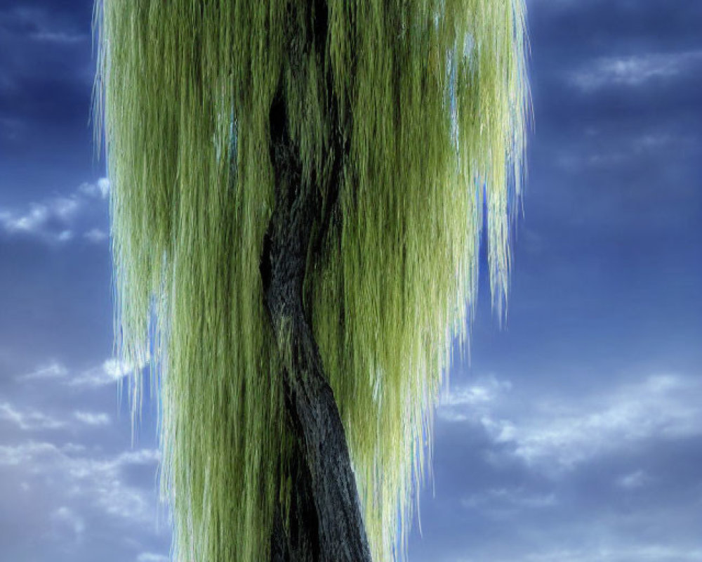 Solitary weeping willow tree against dramatic blue sky