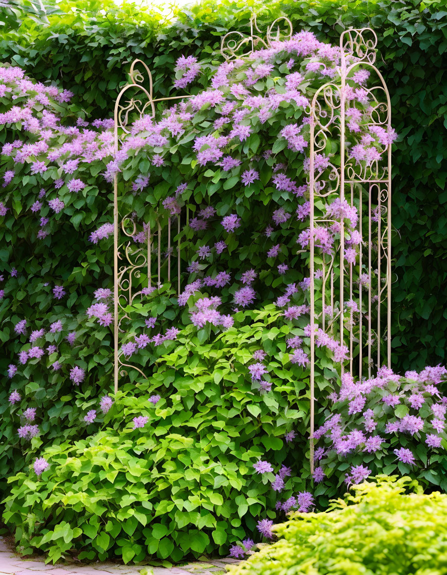 White garden gate adorned with purple flowers and lush green foliage.