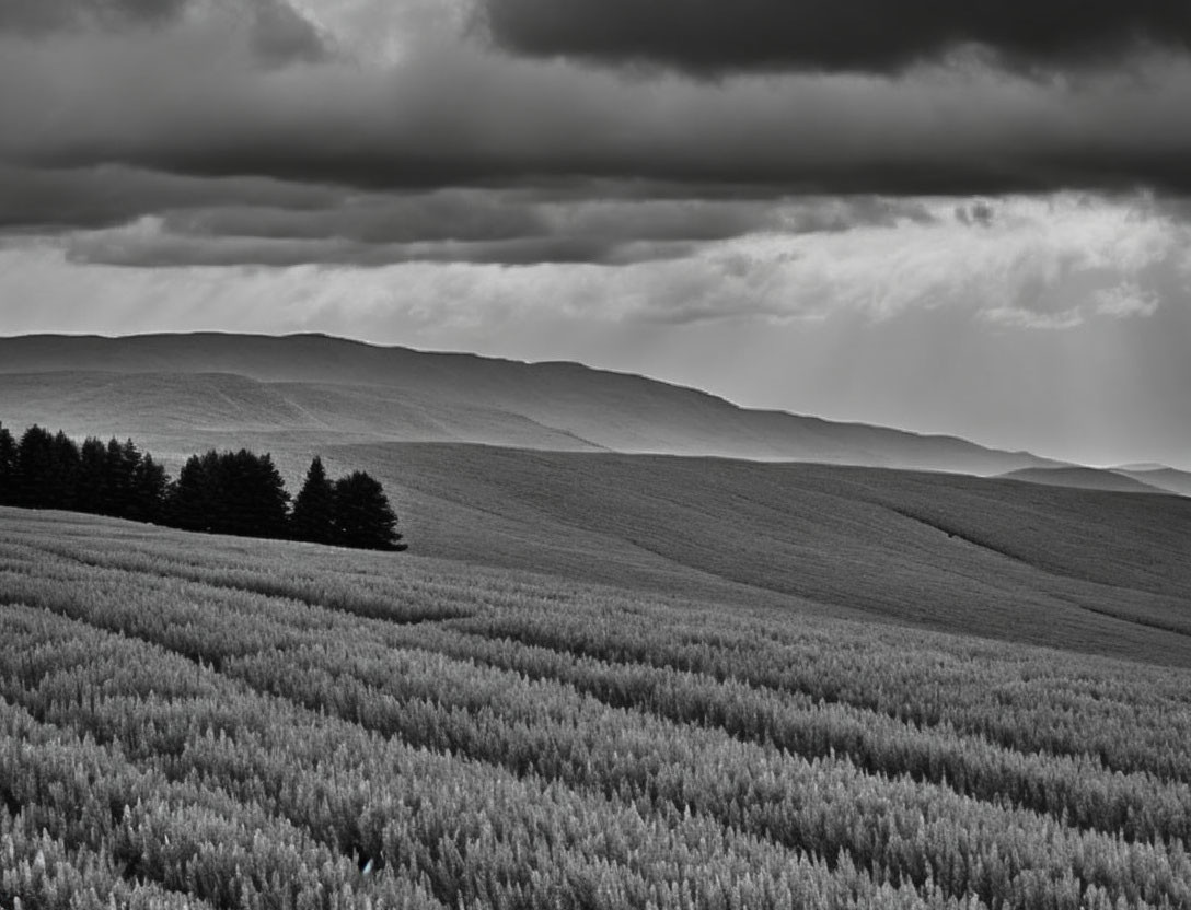 Monochrome landscape: rolling hills, fields, trees, dramatic sky