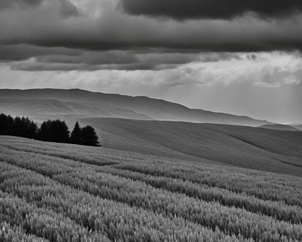 Monochrome landscape: rolling hills, fields, trees, dramatic sky