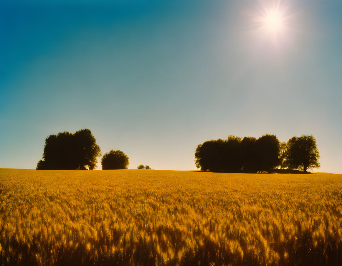 Tranquil golden wheat field with trees and clear blue sky