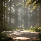 Futuristic humanoid robot in sunlit pine forest