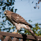 Majestic eagle perched on branch against blue sky