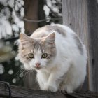 White Long-Haired Cat with Green Eyes Resting Near Dark Swirly Painting