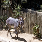 Surreal zebra illustration with transitioning stripes on exotic backdrop