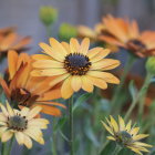 Ethereal garden scene with large yellow and orange blossoms and purple flowers