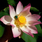 Pink and White Lotus Flower with Yellow Center on Dark Background