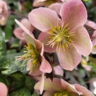 Pink Flowers with Yellow Stamens and Intricate Petal Textures