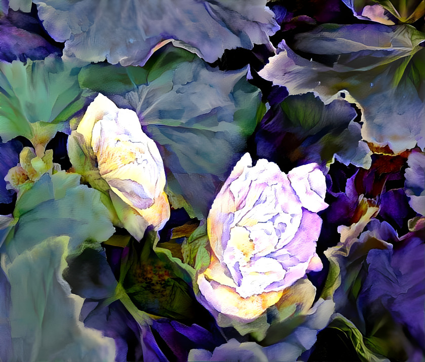 White Rose Shaped Begonia