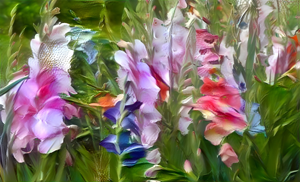 Gladioli in Many Colors