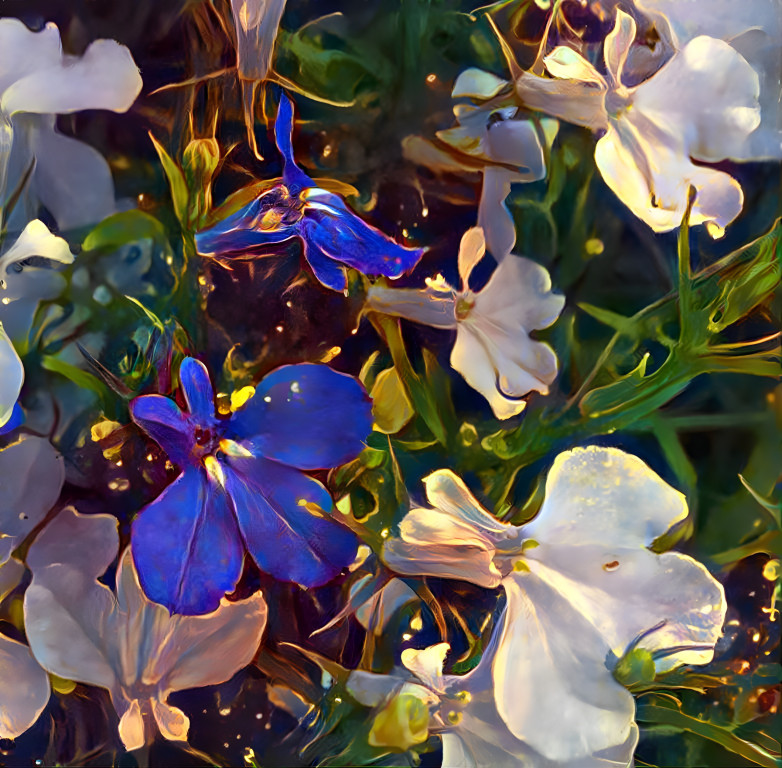 Lobelia Blooms Bathing in Sunshine