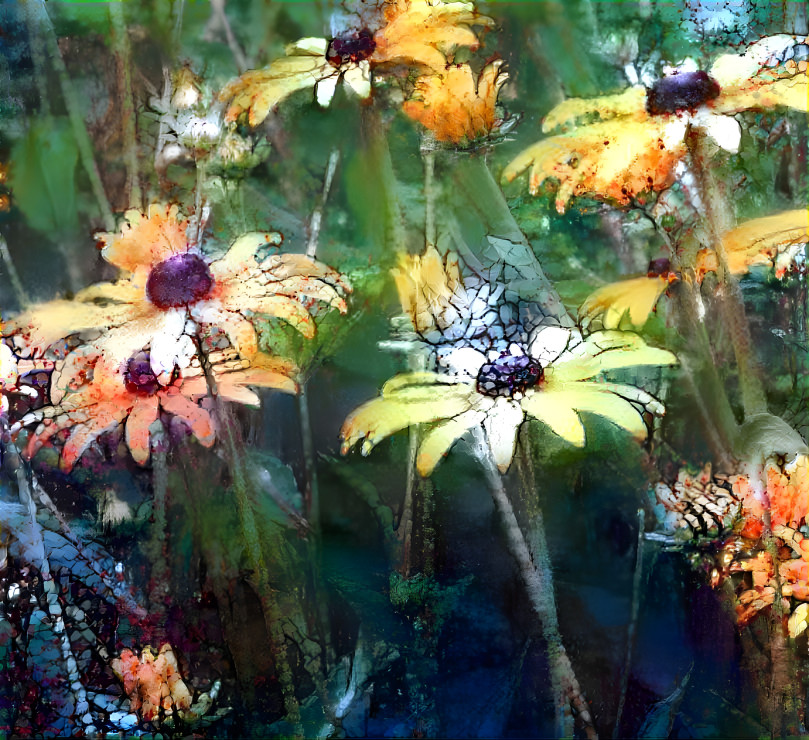 Rudbeckia Flowers