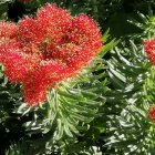 Fantastical flowers with dewdrops on neon foliage in digital art