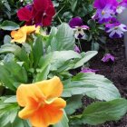 Colorful Flowers in Full Bloom Against Dark Background