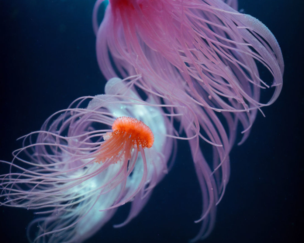 Elongated pink and white tentacled jellyfish in tranquil blue underwater scene