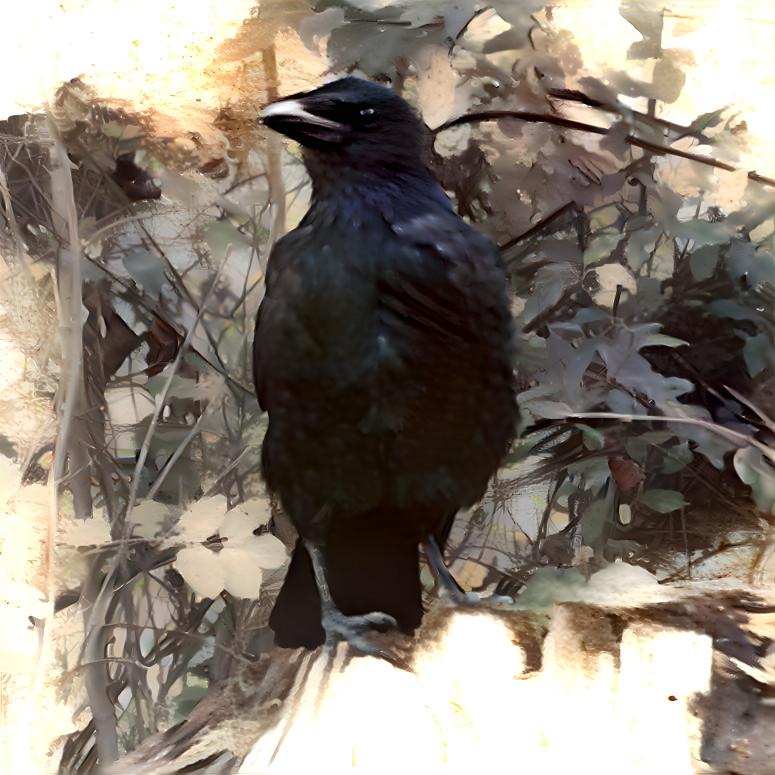 Crow 2