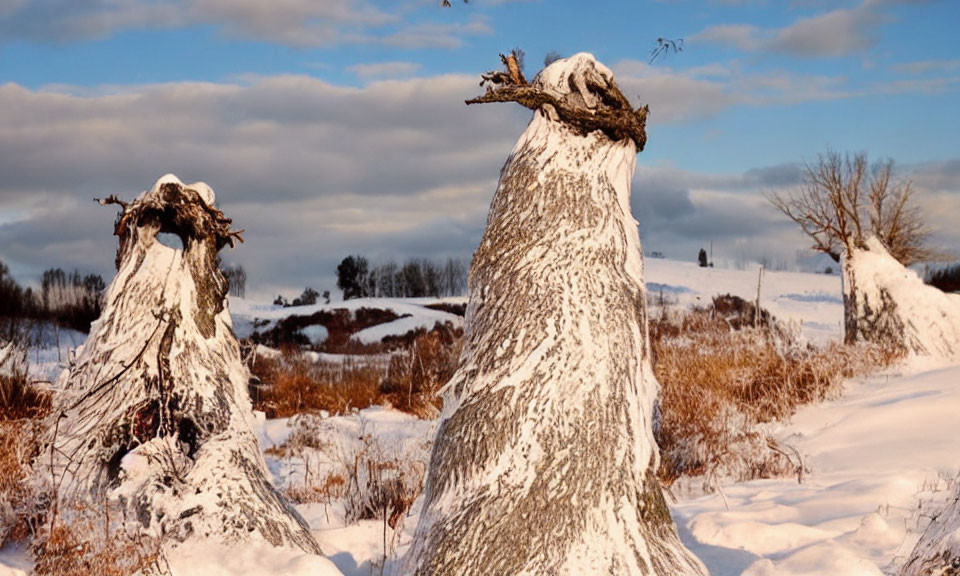 Weathered tree stumps in snowy field under warm sunlight