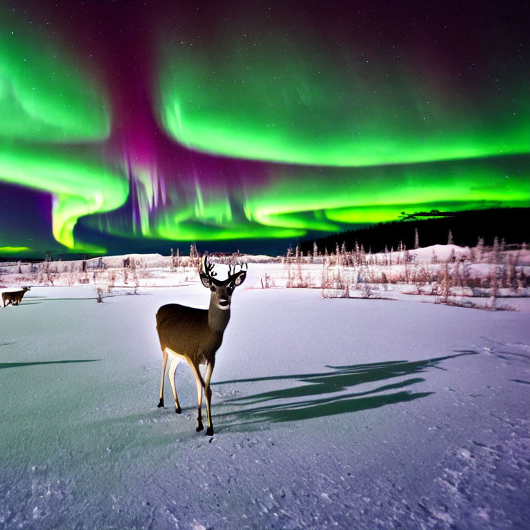 Deer in Snowy Landscape at Night with Aurora Borealis