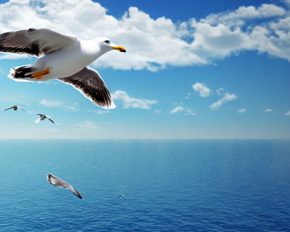 Seagull flying over calm blue ocean with clear sky and distant birds