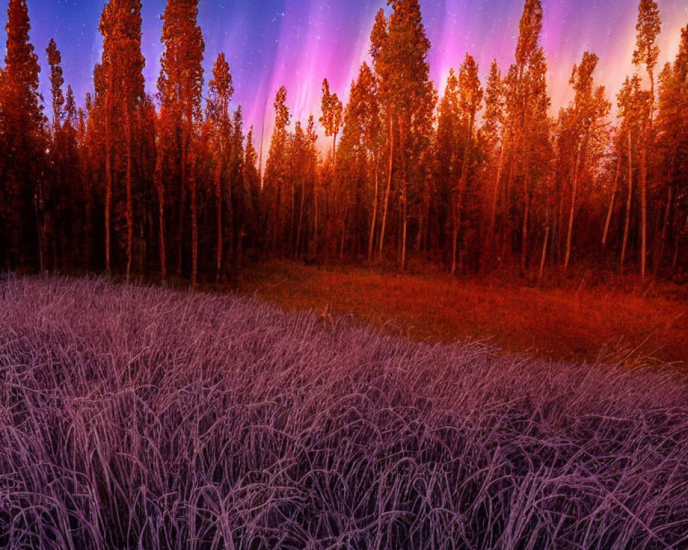 Majestic Aurora Borealis Lights Up Frosty Meadow