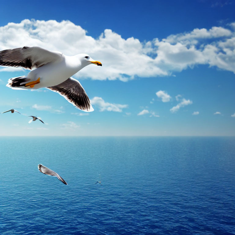 Seagull flying over calm blue ocean with clear sky and distant birds