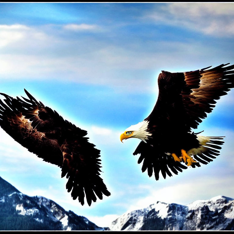 Majestic eagles soaring over snowy mountains and cloudy sky.